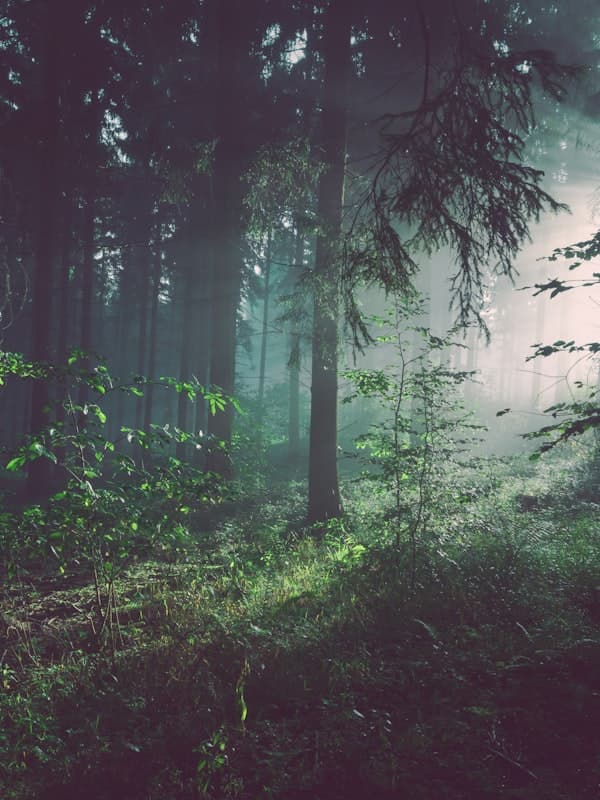 Misty Rainforest Trail